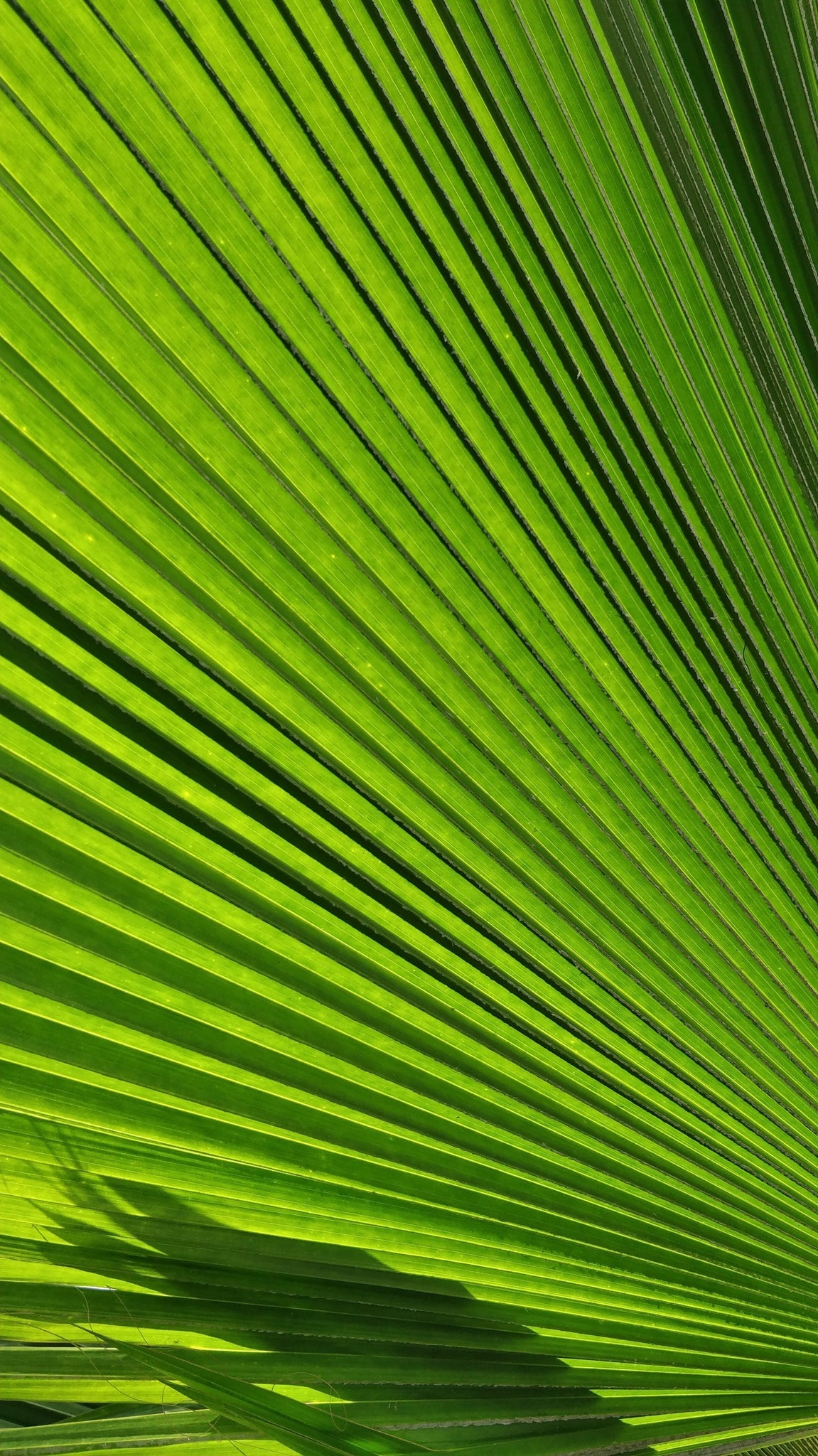 Green Friday - Sustainable Sunday Shopping Guide | Nourished